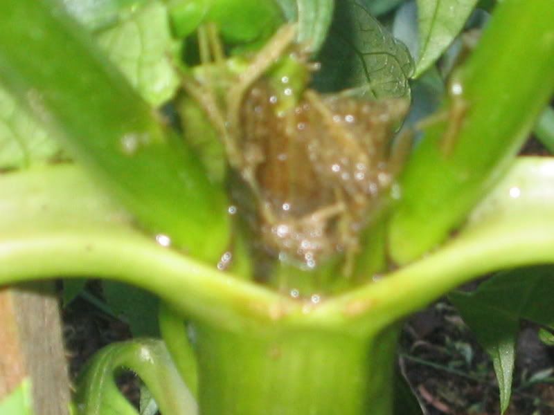 DahliasDrooping leaves...need advice please!